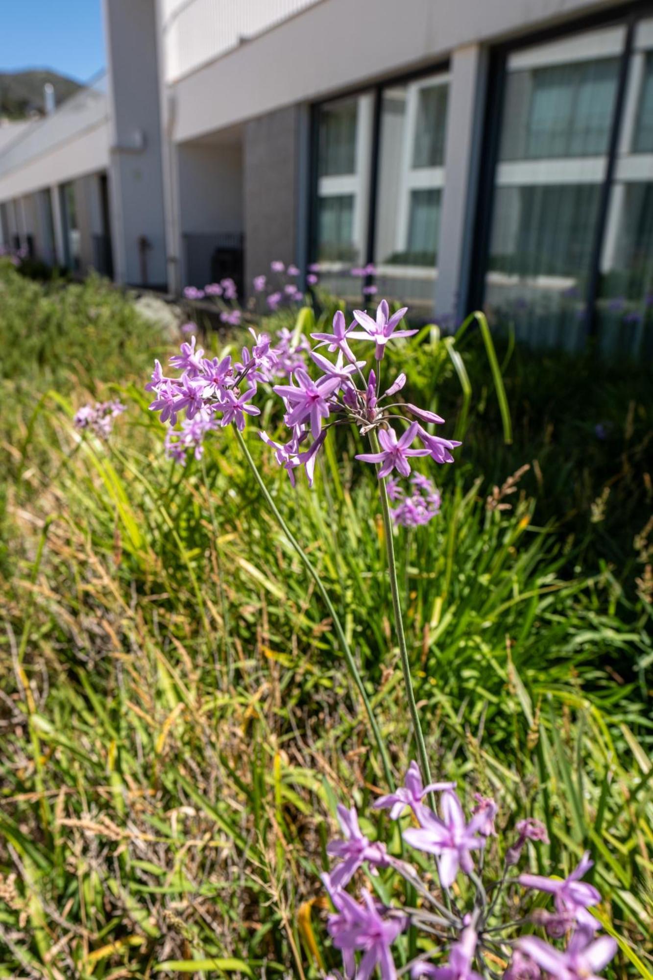 몬치크 리조트 앤 스파 몬시크 외부 사진 Scilla amethystina